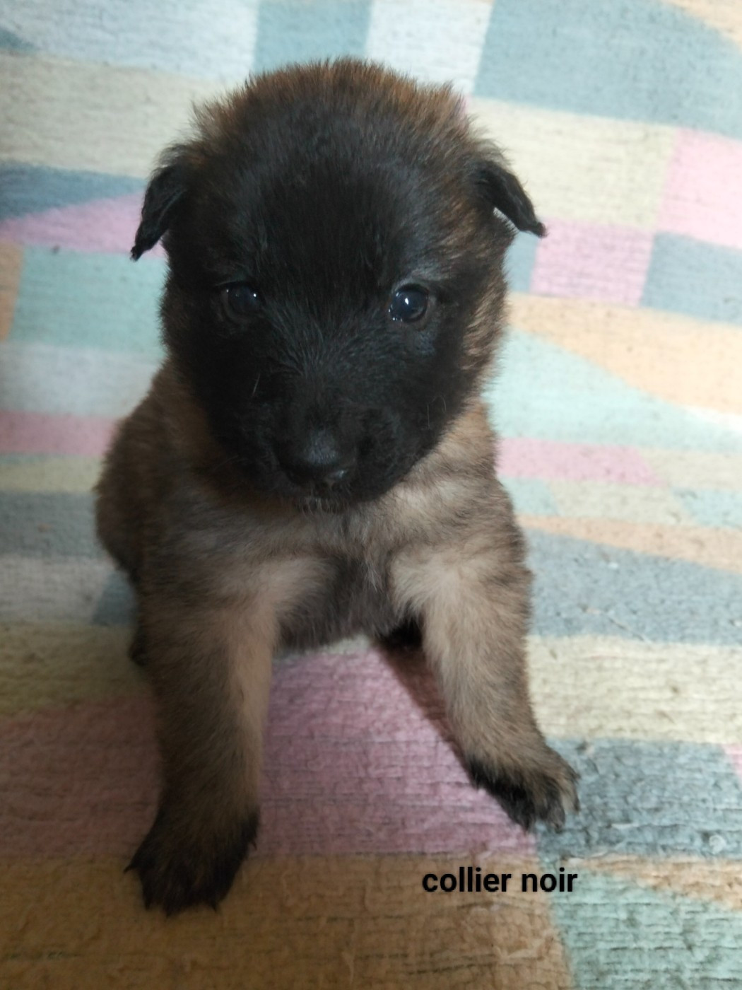 Elevage De L'Espoir Du Berger - Chiots disponibles - Berger Belge