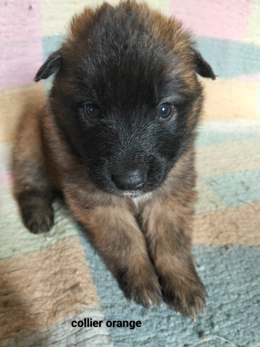 Elevage De L'Espoir Du Berger - Chiots disponibles - Berger Belge