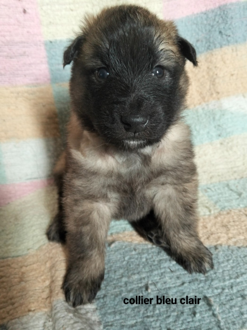 Elevage De L'Espoir Du Berger - Chiots disponibles - Berger Belge