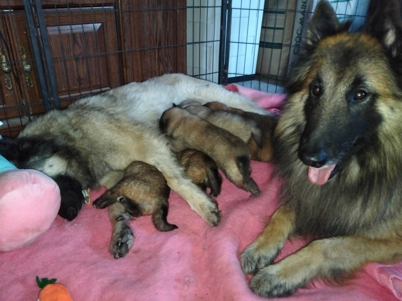 Chiot Berger Belge Elevage De L'Espoir Du Berger